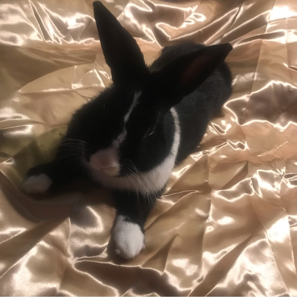 ✨❤️✨BUNNICULA✨❤️✨